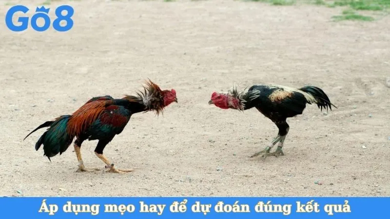 Áp dụng mẹo hay để dự đoán đúng kết quả
