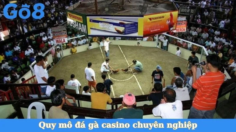 Quy mô đá gà casino chuyên nghiệp